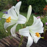 LILIUM CANDIDUM (1 bulb)