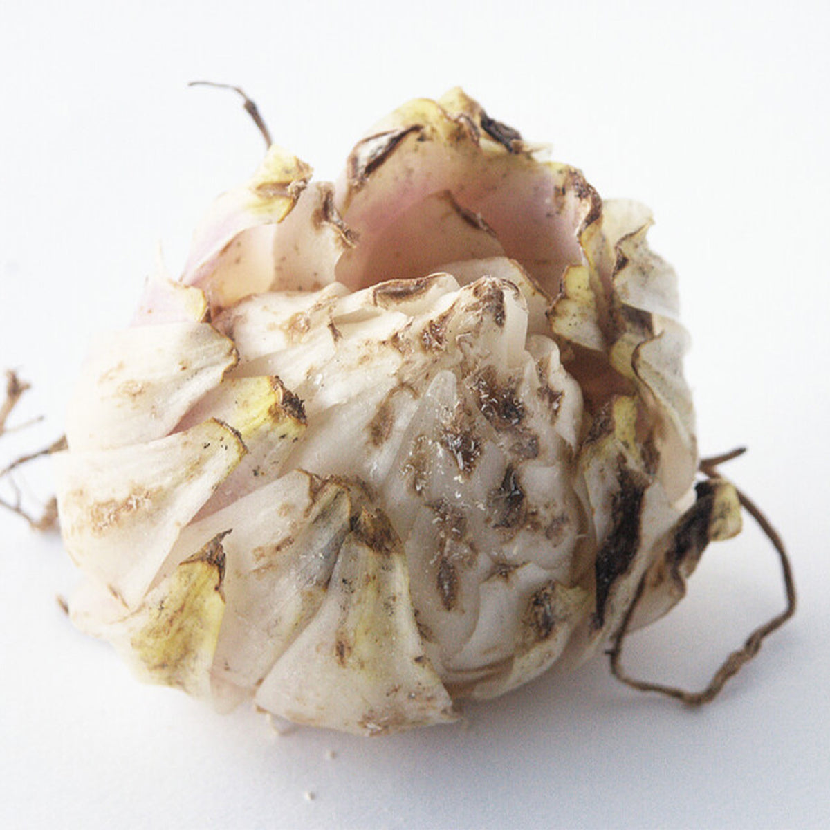 LILIUM CANDIDUM (1 bulb)