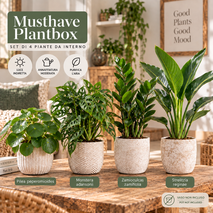 Trendy Indoor Houseplant Set - Must-have Plantbox - 4 plants - Ø12cm - ↕20-40cm