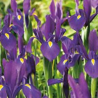Iris hollandica VIOLA (10 Bulbi)