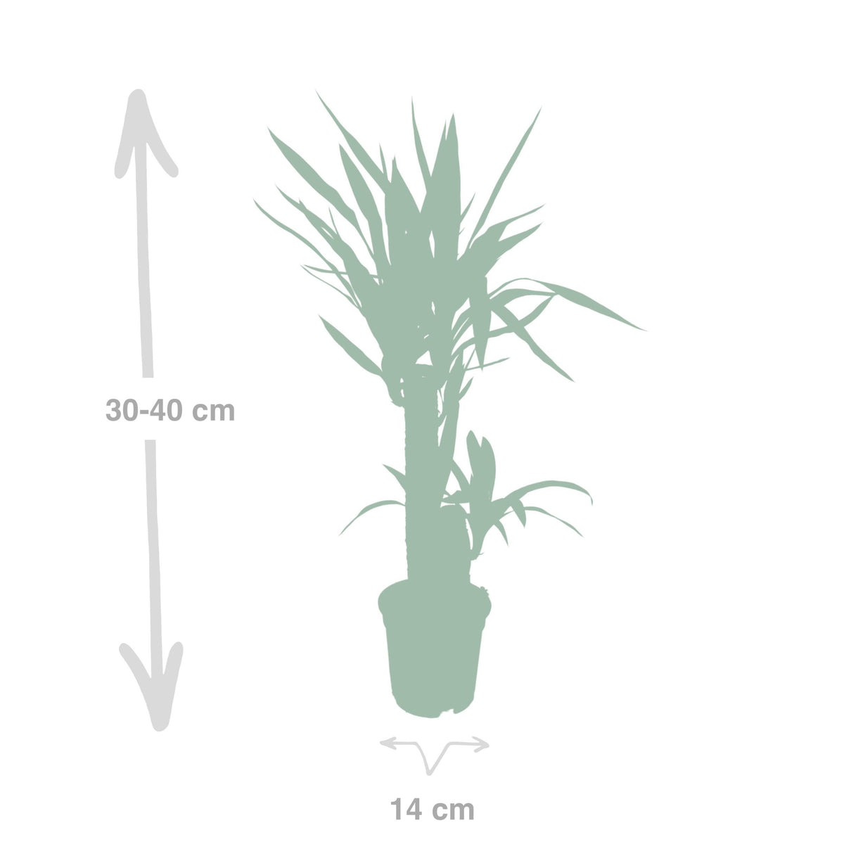 Yucca elephantipes - Ø14cm - ↕40cm