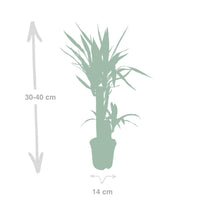 Yucca elephantipes - Ø14cm - ↕40cm