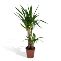 Yucca elephantipes - Ø14cm - ↕40cm