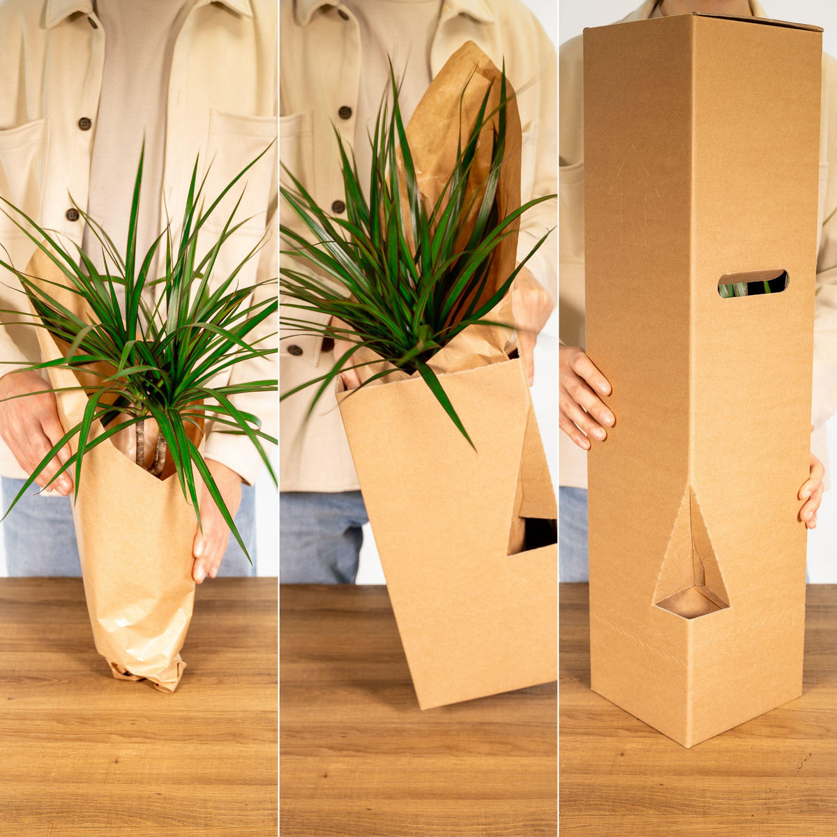 Yucca elephantipes - Ø14cm - ↕40cm