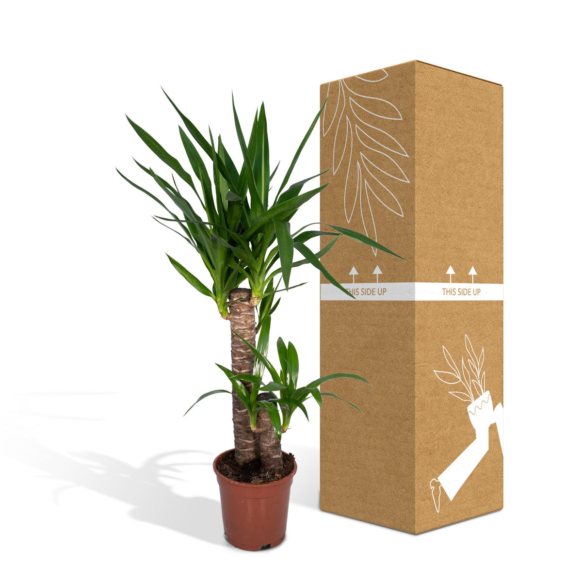 Yucca elephantipes - Ø14cm - ↕40cm