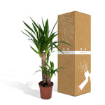 Load image into Gallery viewer, Yucca elephantipes - Ø14cm - ↕40cm