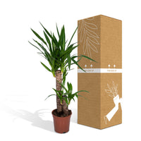Yucca elephantipes - Ø14cm - ↕40cm