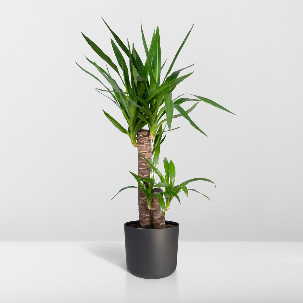 Yucca elephantipes - Ø14cm - ↕40cm