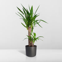 Yucca elephantipes - Ø14cm - ↕40cm