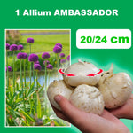 Load image into Gallery viewer, Allium giganteum ‘Ambassador’ - 1 Bulb
