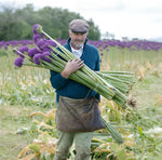 Load image into Gallery viewer, Allium giganteum ‘Ambassador’ - 1 Bulb
