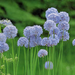 Load image into Gallery viewer, Allium azureum - 15 Bulbs
