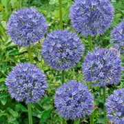 Allium azureum - 15 Bulbs