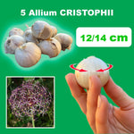 Load image into Gallery viewer, Allium ‘Cristophii’ - 5 Bulbs
