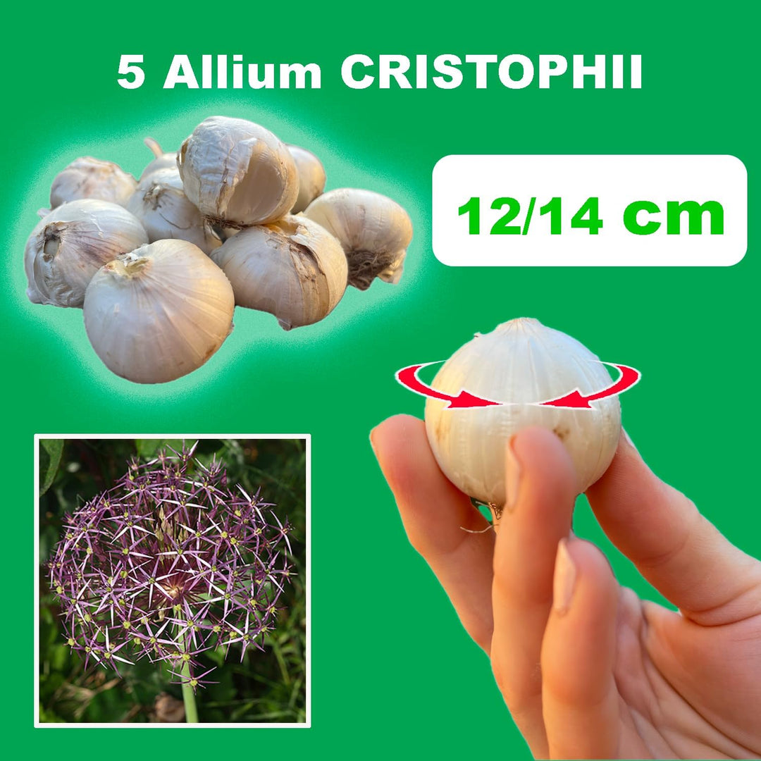 Allium ‘Cristophii’ - 5 Bulbs