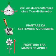 Allium giganteum - 1 Bulb