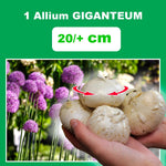 Load image into Gallery viewer, Allium giganteum - 1 Bulb
