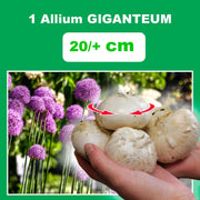Allium giganteum - 1 Bulb