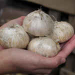 Load image into Gallery viewer, Allium giganteum - 1 Bulb
