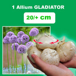 Load image into Gallery viewer, Allium ‘Gladiator’ - 1 Bulb

