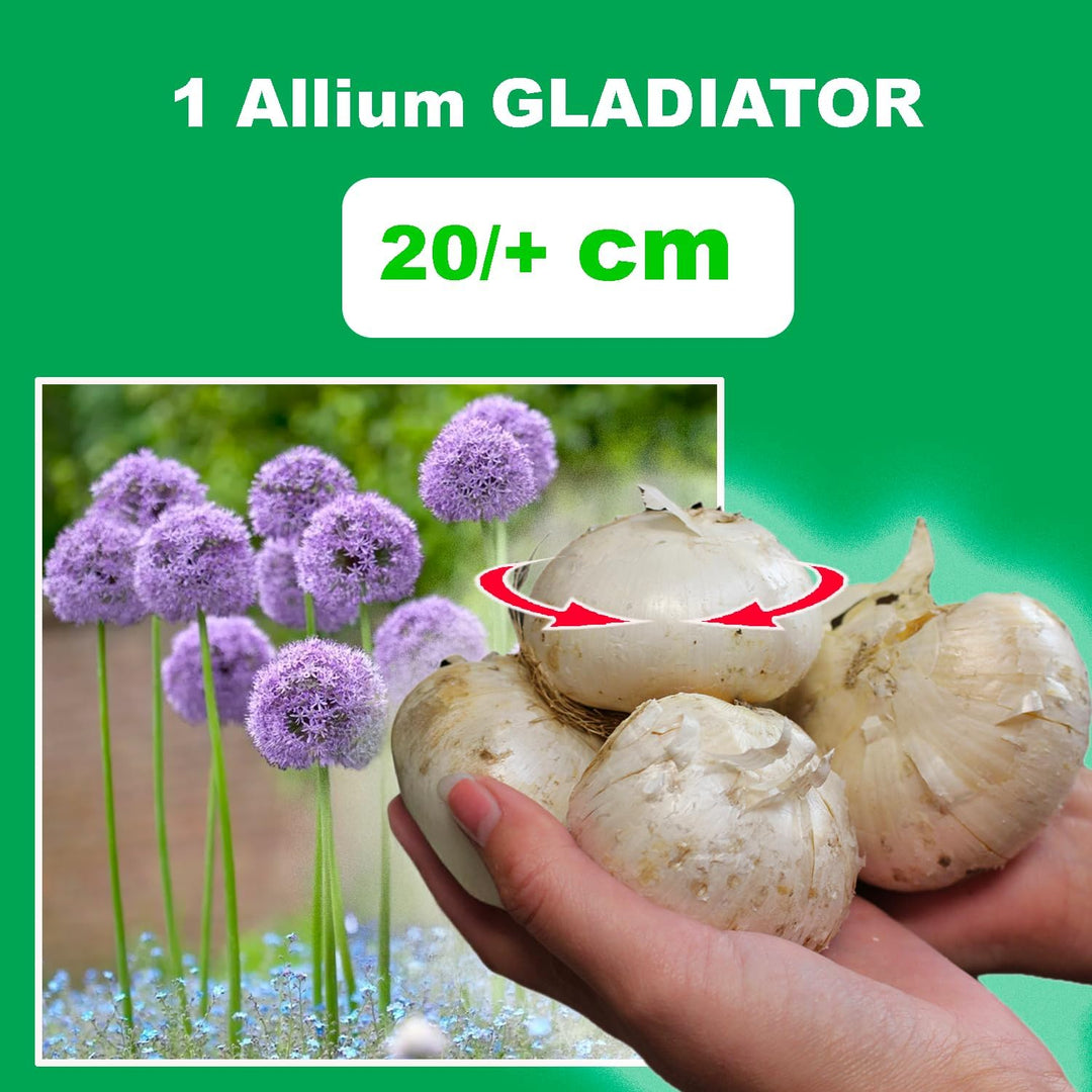 Allium ‘Gladiator’ - 1 Bulb