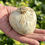 Allium ‘Globemaster’ - 1 Bulb