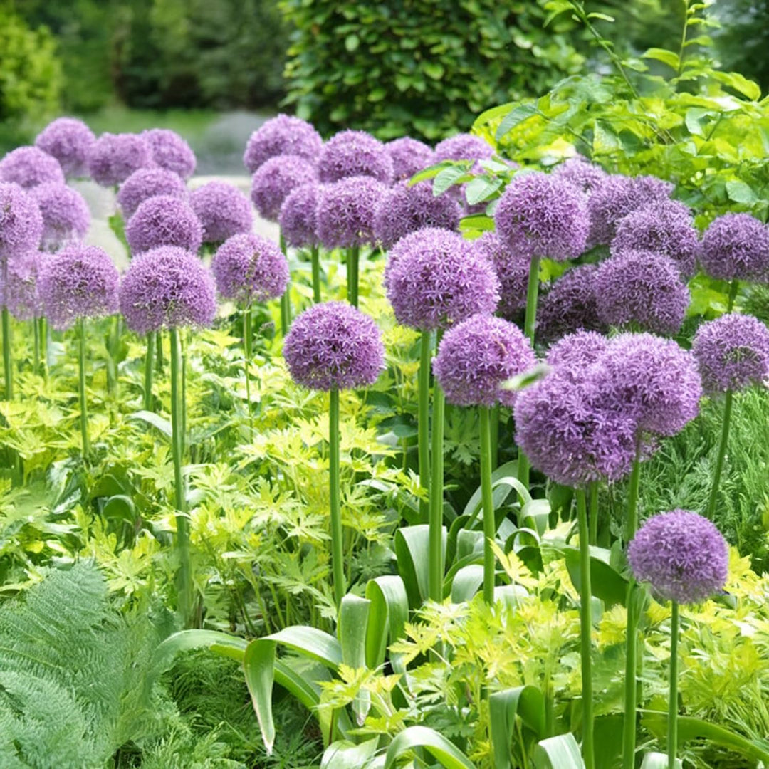 Allium ‘Globemaster’ - 1 Bulb