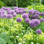 Allium ‘Globemaster’ - 1 Bulb