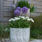 Load image into Gallery viewer, Allium ‘Globemaster’ - 1 Bulb
