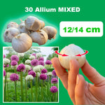 Carica l&#39;immagine nel visualizzatore Galleria, Allium in miscuglio - 30 Bulbi
