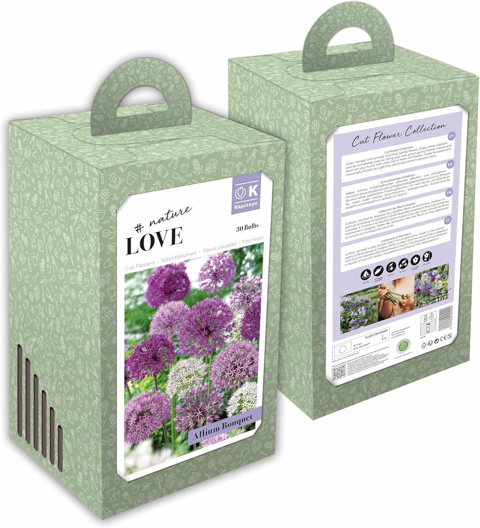 Allium in miscuglio - 30 Bulbi
