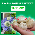 Load image into Gallery viewer, Allium ‘Mount Everest’ - 2 Bulbs
