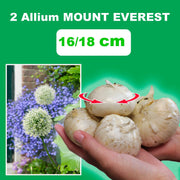 Allium ‘Mount Everest’ - 2 Bulbs