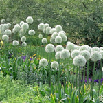 Load image into Gallery viewer, Allium ‘Mount Everest’ - 2 Bulbs
