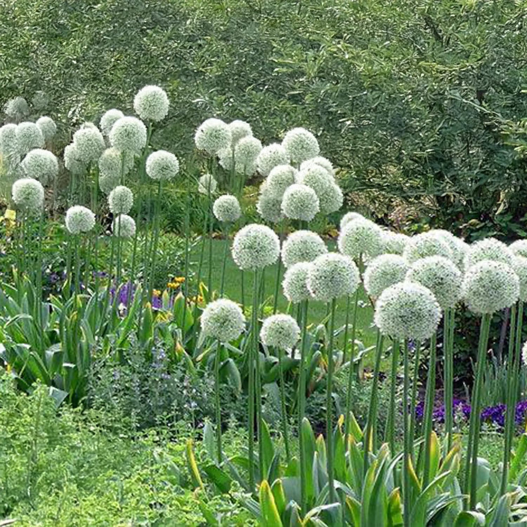 Allium ‘Mount Everest’ - 2 Bulbs
