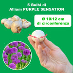 Load image into Gallery viewer, Allium ‘Purple Sensation’ - 5 Bulbs
