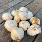 Load image into Gallery viewer, Allium ‘Purple Sensation’ - 5 Bulbs
