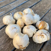 Allium ‘Purple Sensation’ - 5 Bulbs