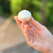 Allium ‘Purple Sensation’ - 5 Bulbs