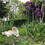 Load image into Gallery viewer, Allium ‘Purple Sensation’ - 5 Bulbs
