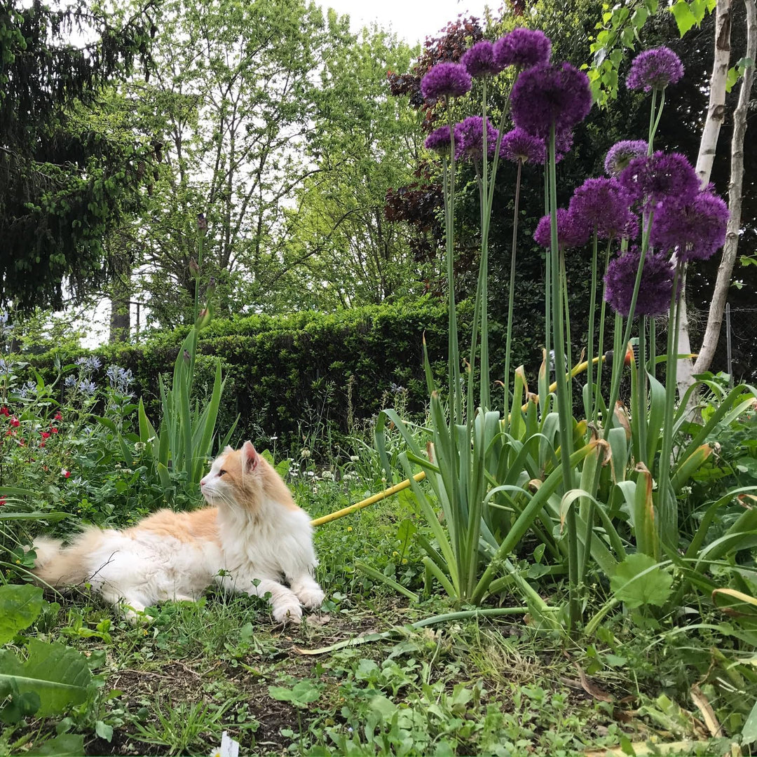 Allium ‘Purple Sensation’ - 5 Bulbs