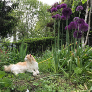 Allium ‘Purple Sensation’ - 5 Bulbs