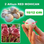 Load image into Gallery viewer, Allium ‘Red Mohican’ - 2 Bulbs
