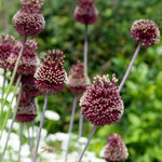 Load image into Gallery viewer, Allium ‘Red Mohican’ - 2 Bulbs
