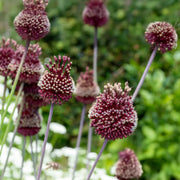 Allium ‘Red Mohican’ - 2 Bulbs
