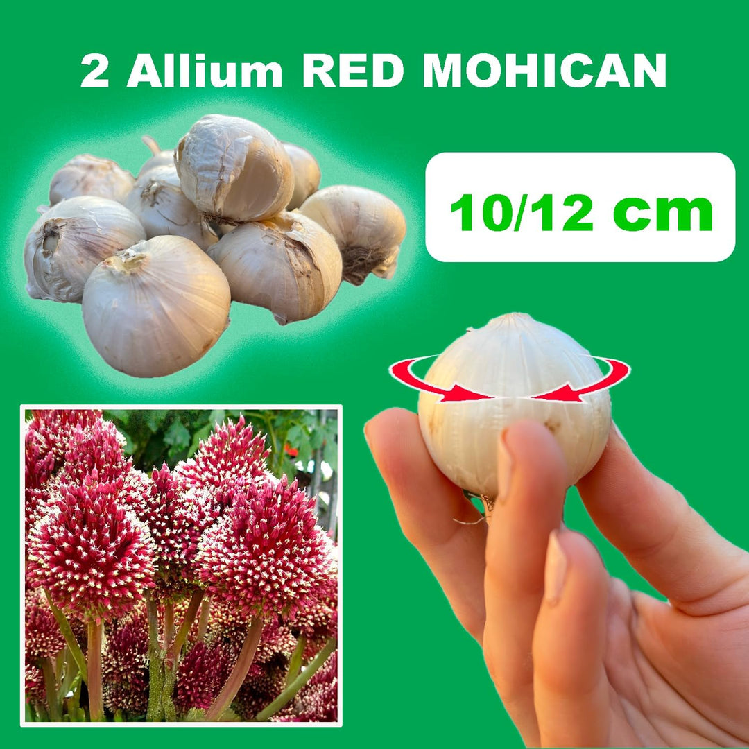 Allium ‘Red Mohican’ - 2 Bulbs