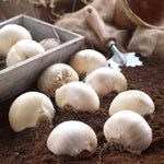 Load image into Gallery viewer, Allium ‘Red Mohican’ - 2 Bulbs
