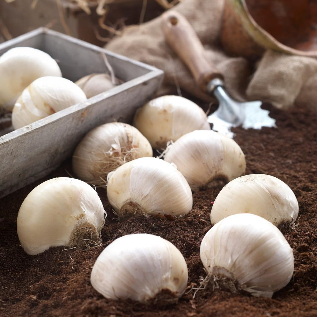 Allium ‘Schubertii’ - 4 Bulbs