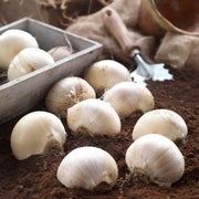 Allium ‘Schubertii’ - 4 Bulbs