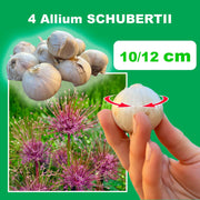Allium ‘Schubertii’ - 4 Bulbs